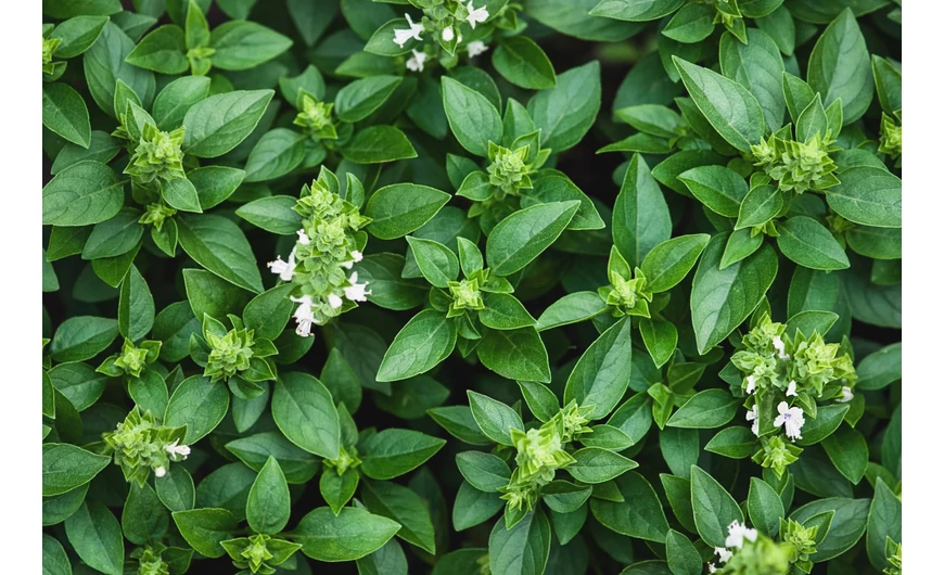 Miért fontos az illóolajok kemotípusának ismerete?